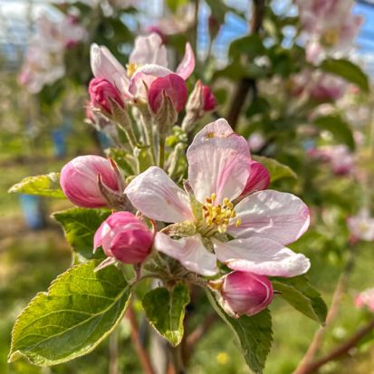 Apfelblüte Rubinella